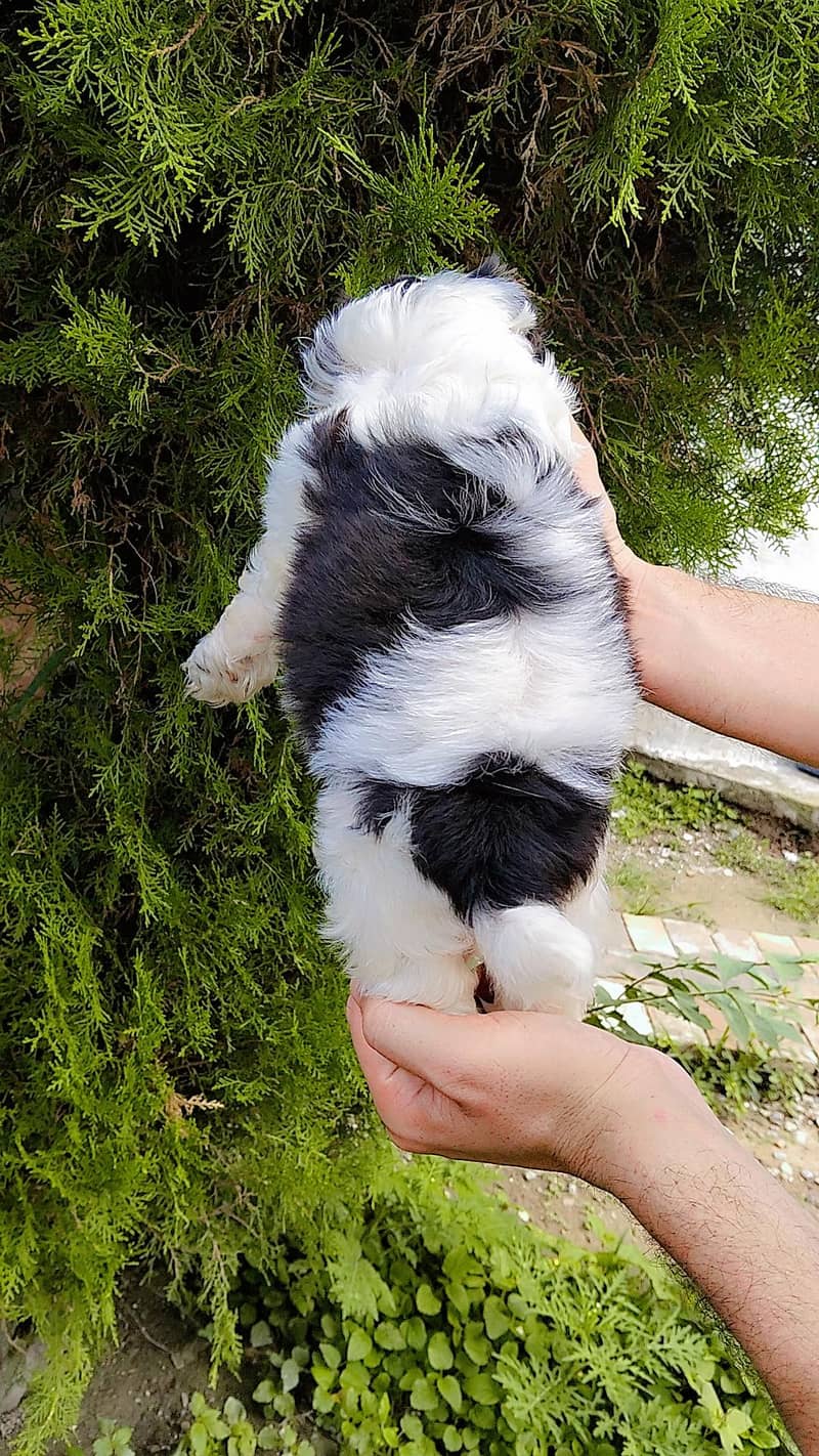 shihtzu 1