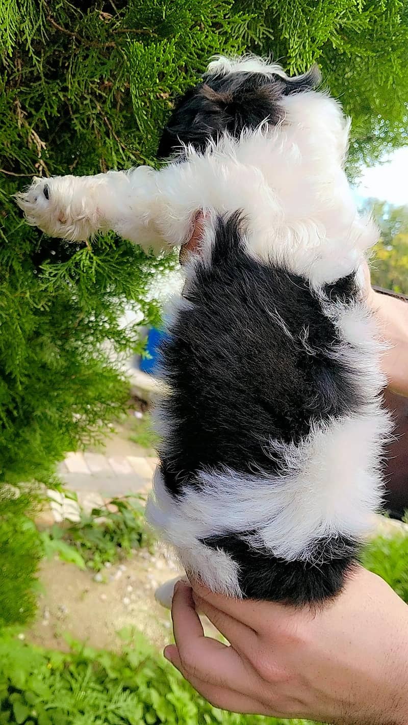 shihtzu 2