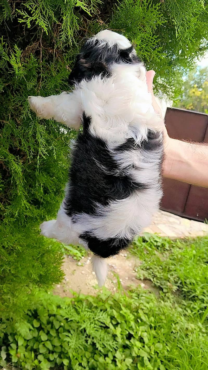 shihtzu 3