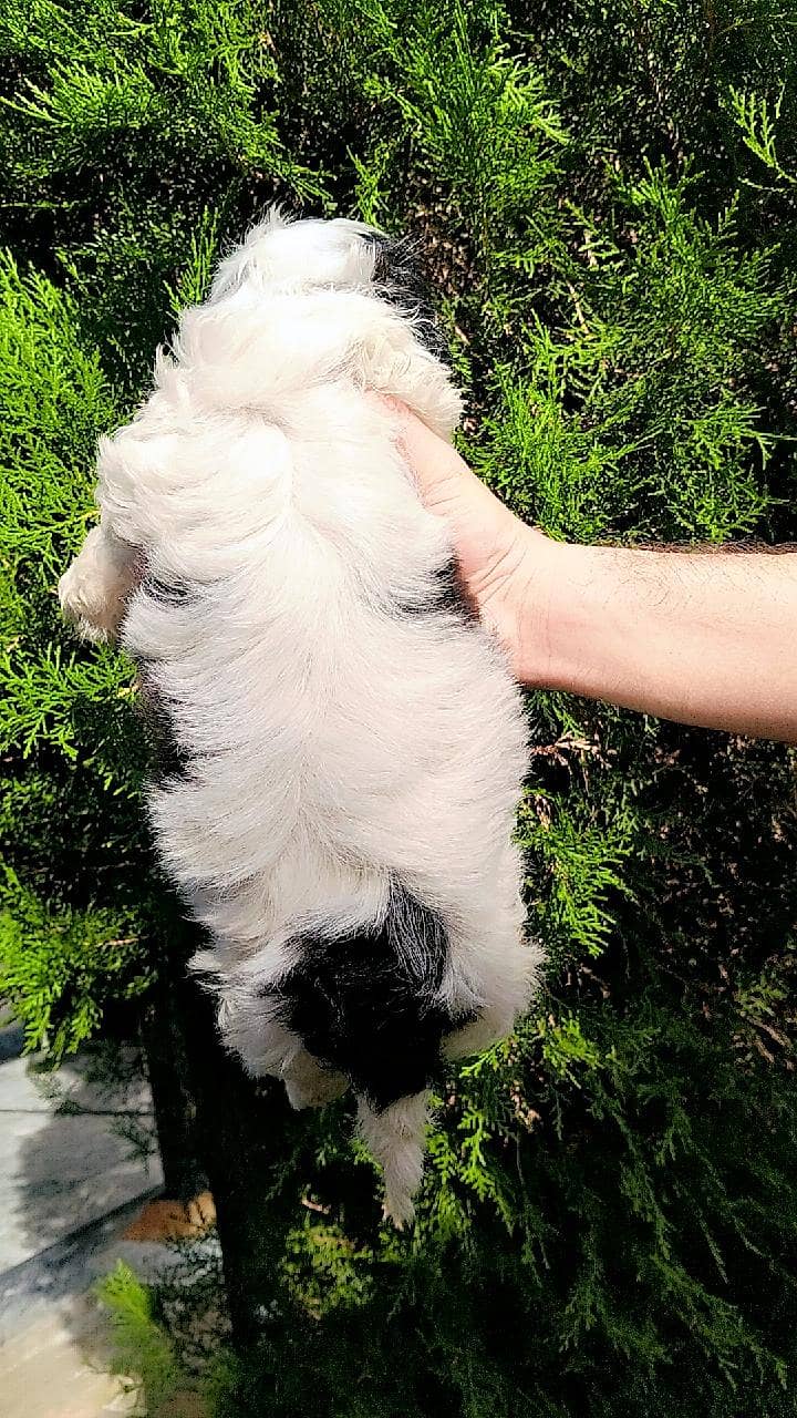 shihtzu 4