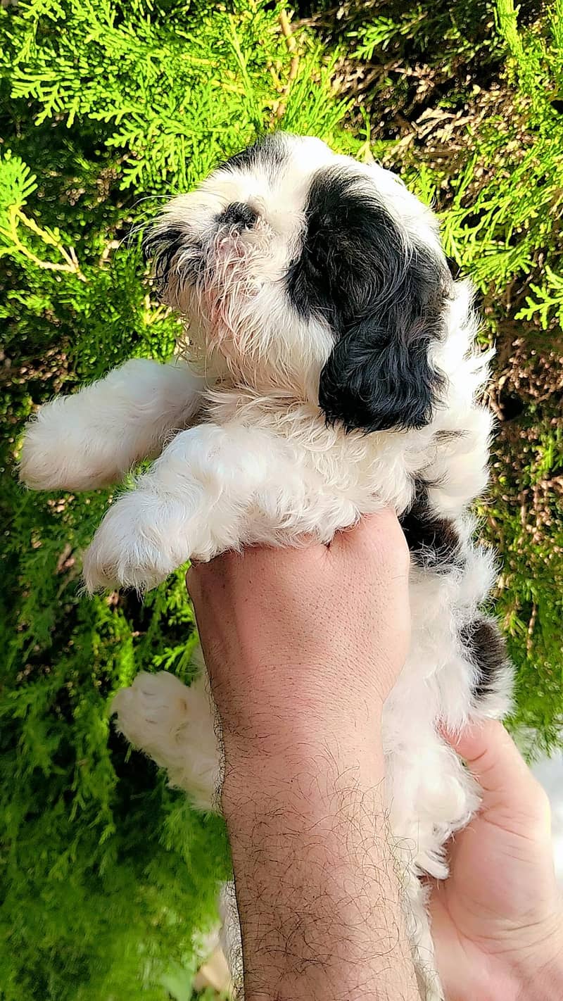 shihtzu 5