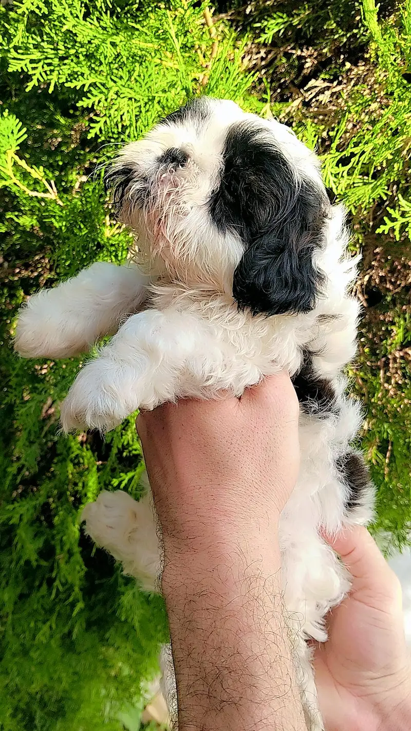 shihtzu — photo 6