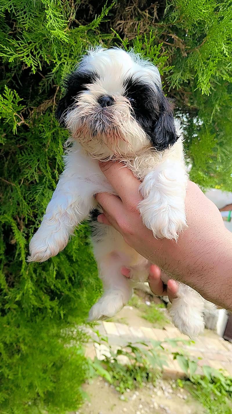 shihtzu 6