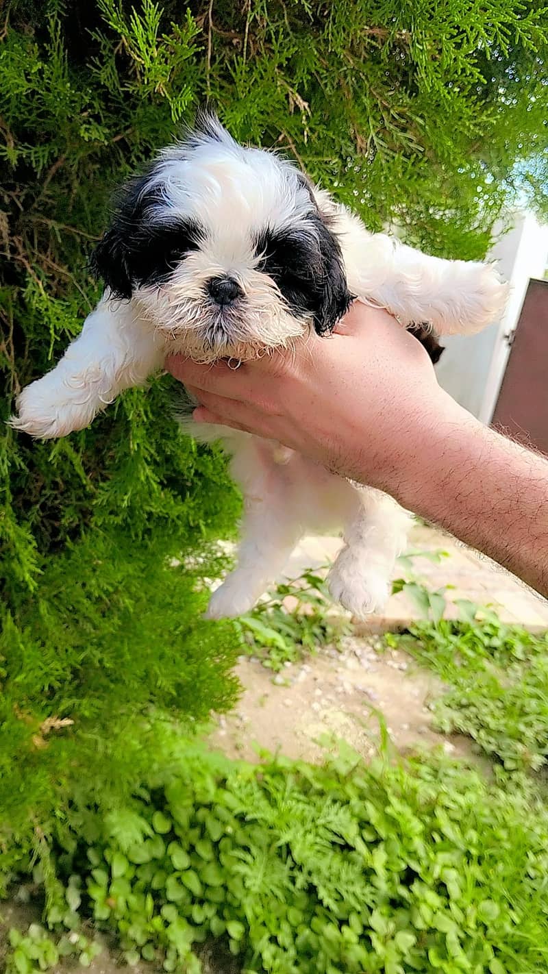 shihtzu 7