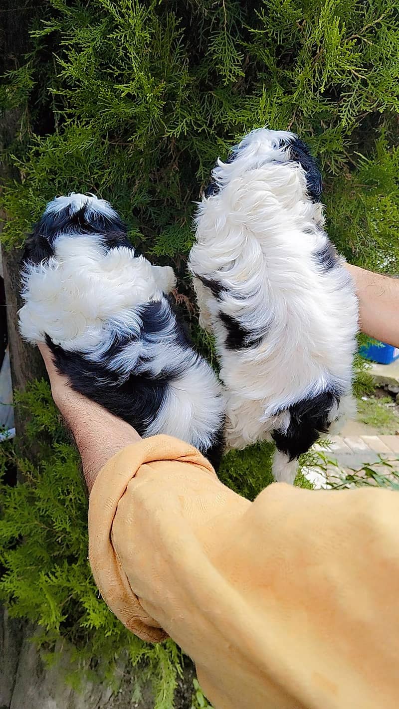 shihtzu 8