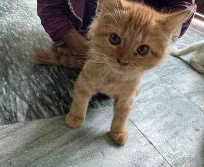 Healthy 3-Month-Old Male Cat for Sale