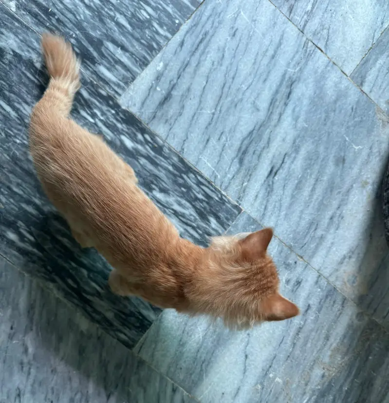 Healthy 3-Month-Old Male Cat for Sale — photo 2