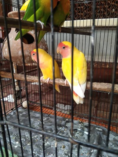 Breeder pair love birds