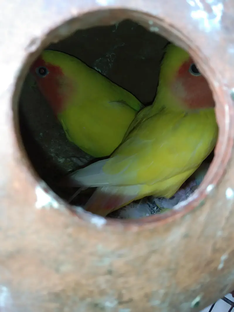 Breeder pair love birds — photo 2