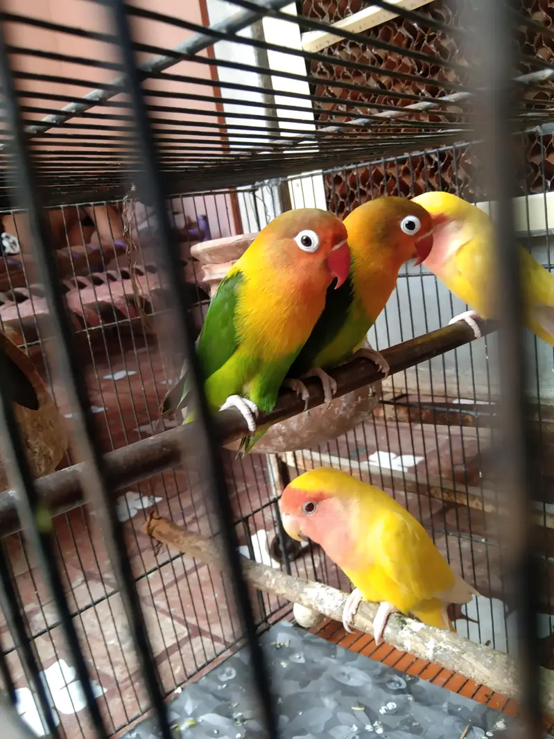 Breeder pair love birds — photo 3