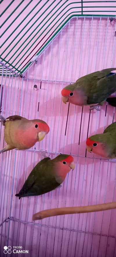love bird