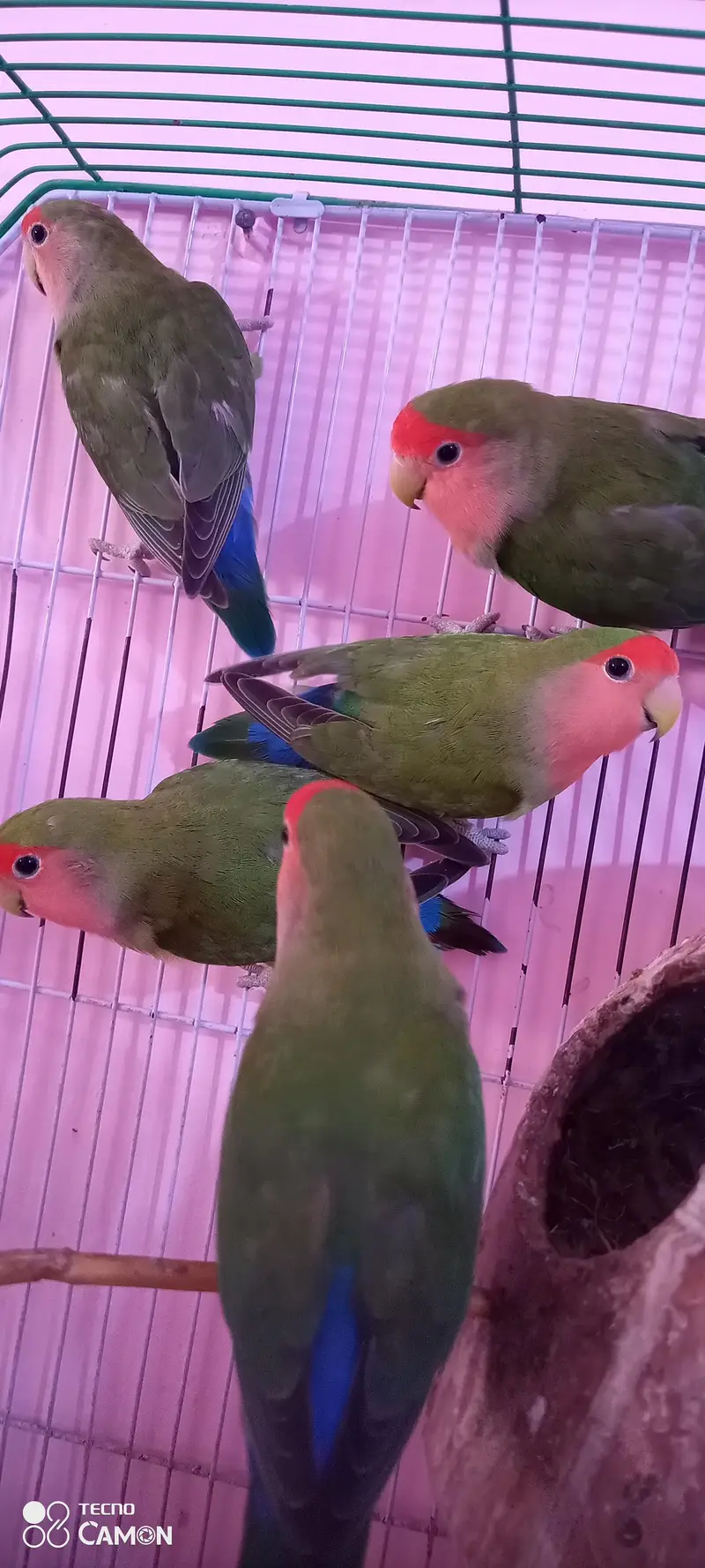 love bird — photo 2