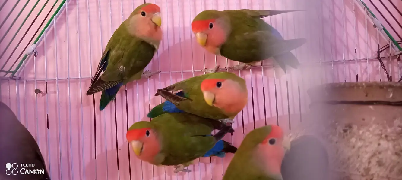 love bird — photo 3
