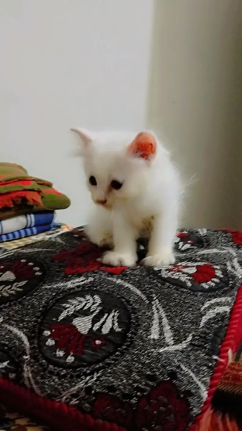 Persian Kitten and Cats For Sale - Male Female — photo 2