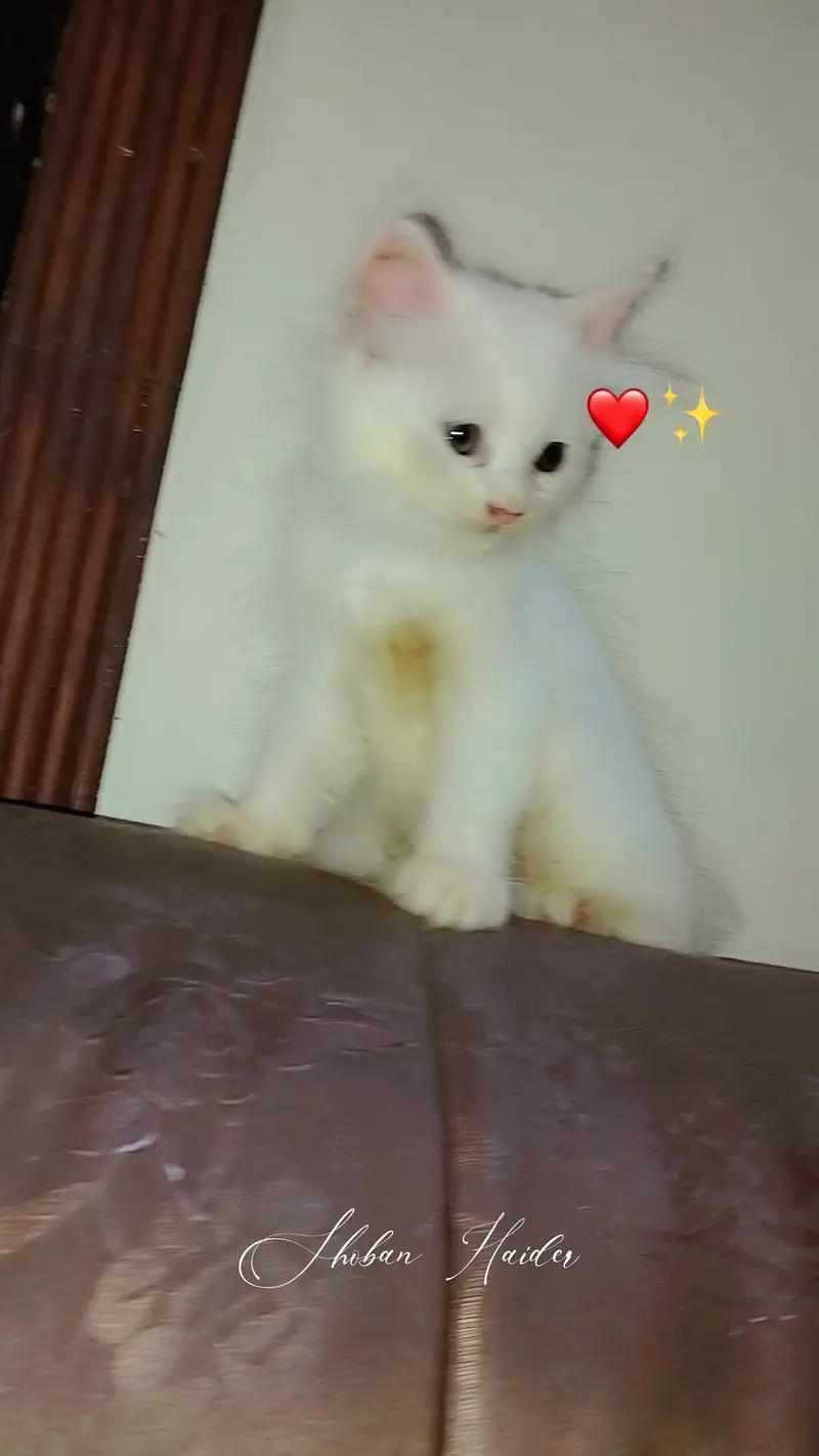 Persian Kitten and Cats For Sale - Male Female — photo 3