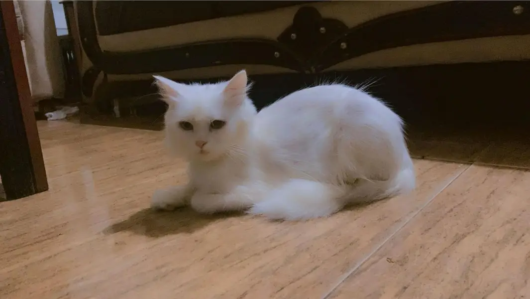 Persian Kitten and Cats For Sale - Male Female — photo 4