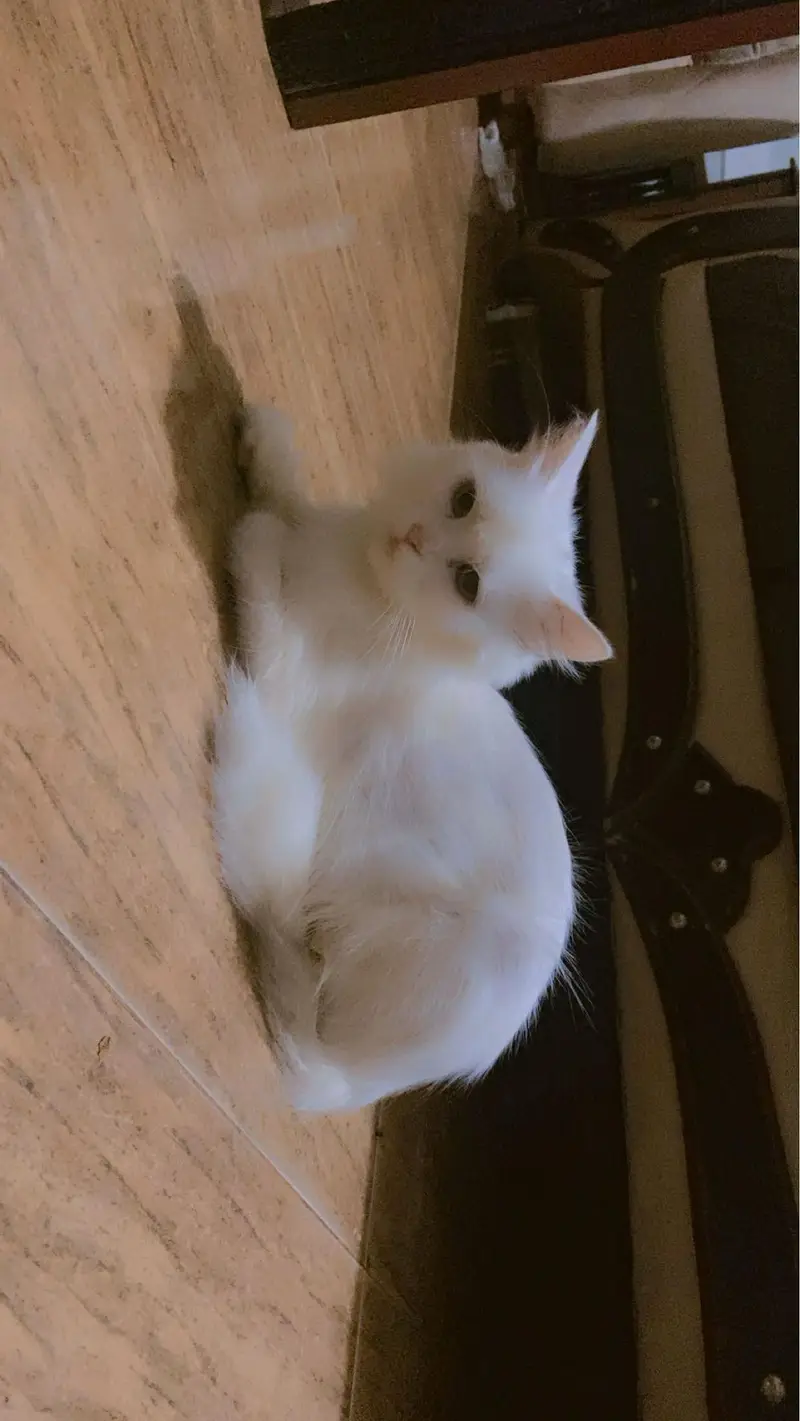 Persian Kitten and Cats For Sale - Male Female — photo 5