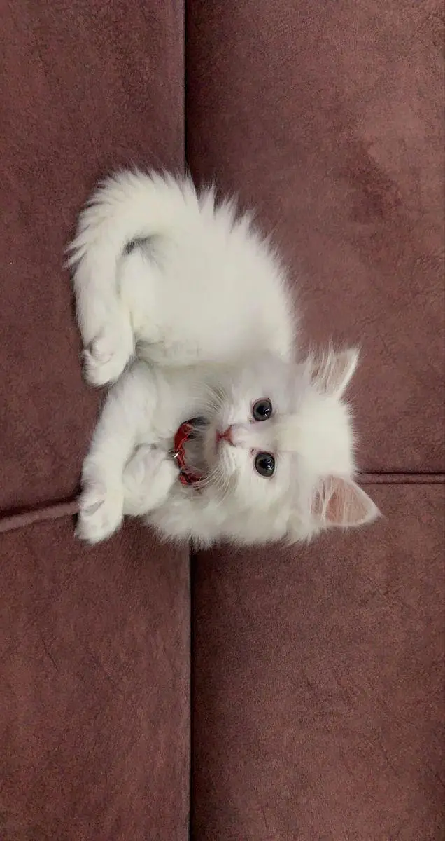 Persian Kitten and Cats For Sale - Male Female — photo 6