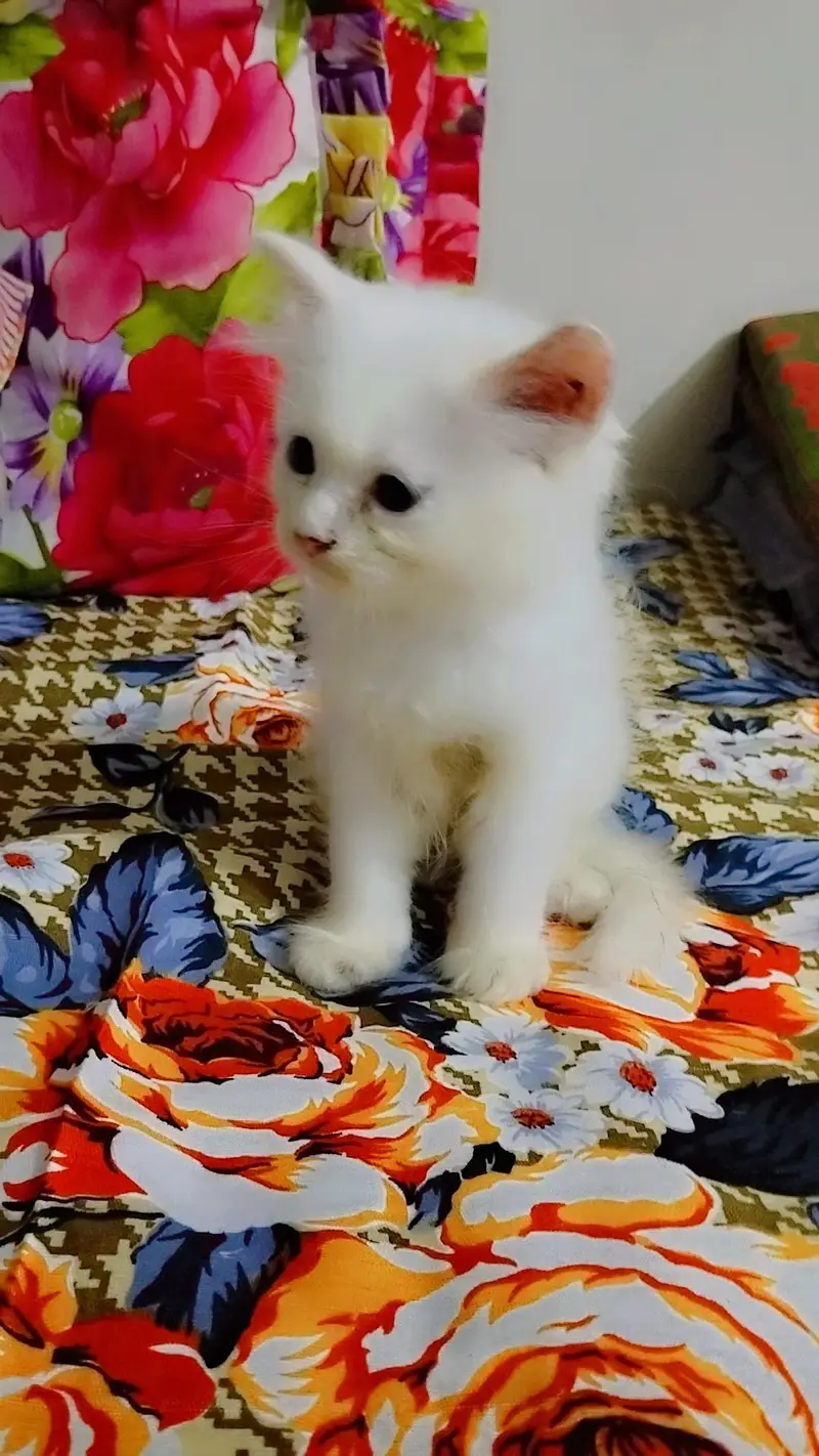 Persian Kitten and Cats For Sale - Male Female — photo 7