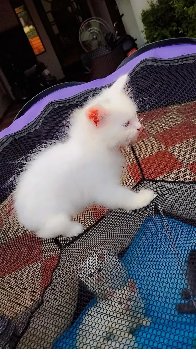 Persian Kitten and Cats For Sale - Male Female — photo 8