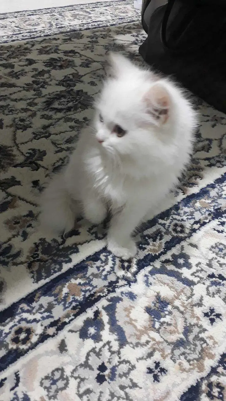 Persian Kitten and Cats For Sale - Male Female — photo 9