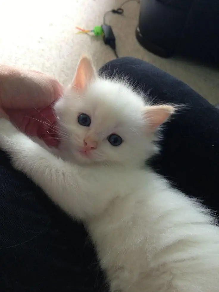 Persian Kitten and Cats For Sale - Male Female — photo 10