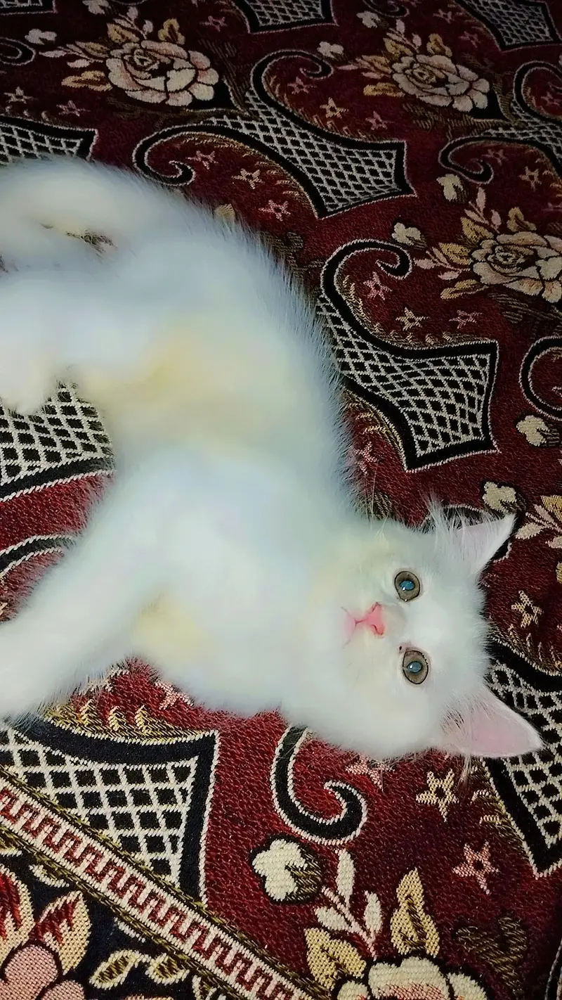 Persian Kitten and Cats For Sale - Male Female — photo 11