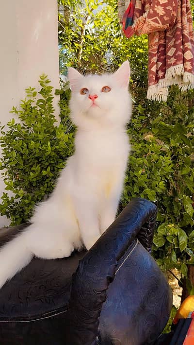 Persian Cat For Sale - Male