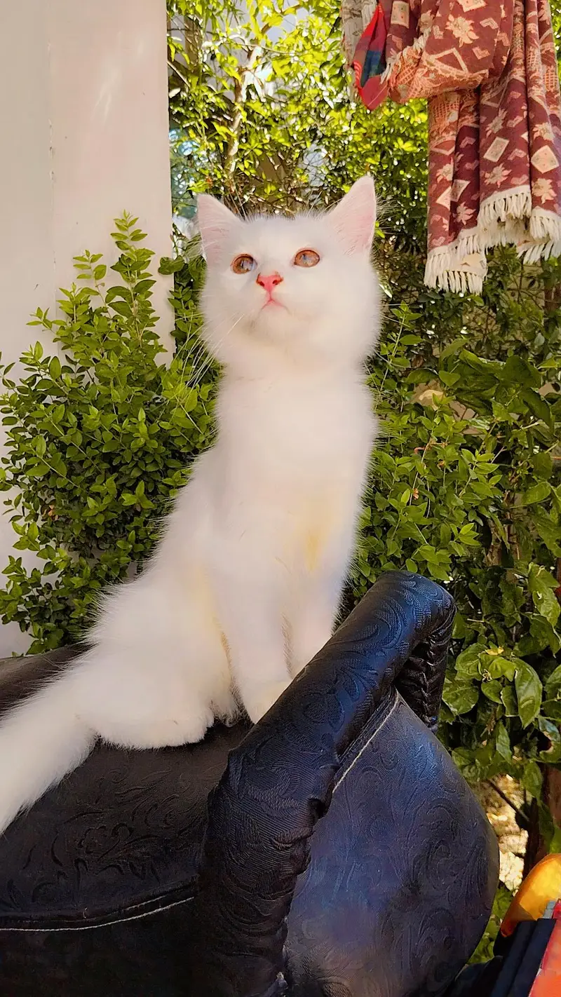 Persian Kitten and Cats For Sale - Male Female — photo 12