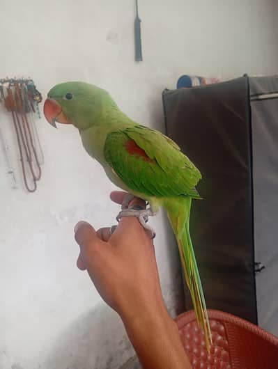 Baby Raw parrot
