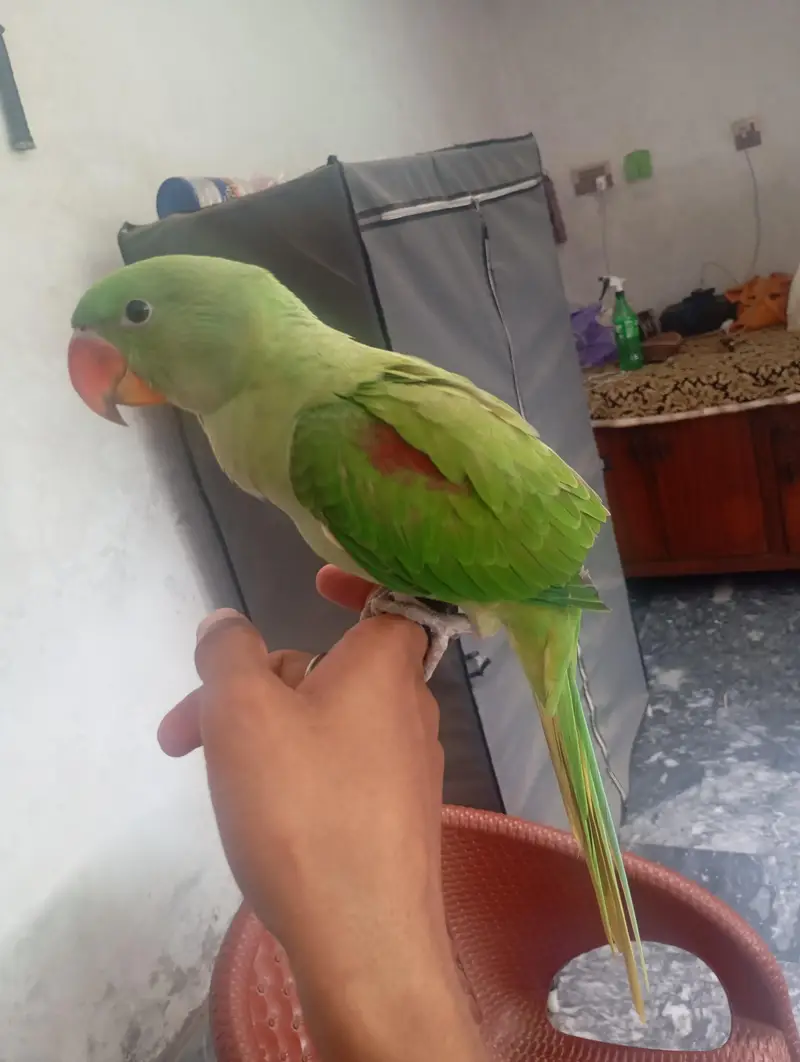 Baby Raw parrot — photo 2
