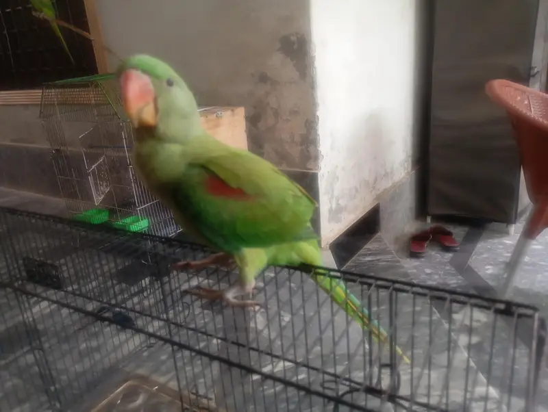 Baby Raw parrot — photo 3