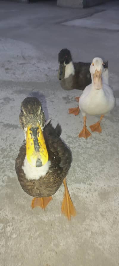 3 ducks for sale in 4 k