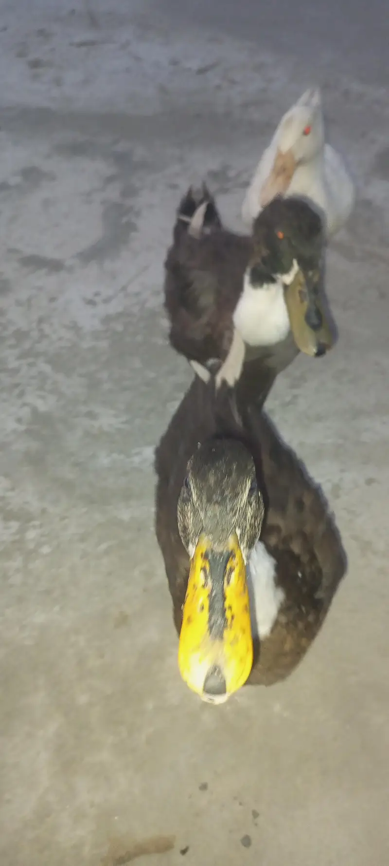 3 ducks for sale in 4 k — photo 2