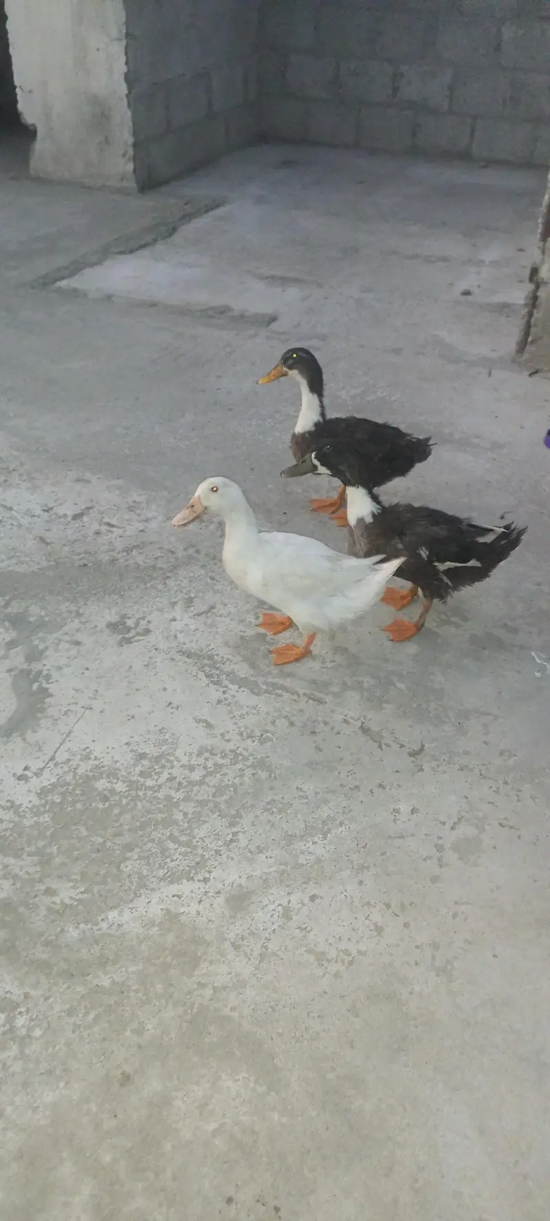 3 ducks for sale in 4 k — photo 4