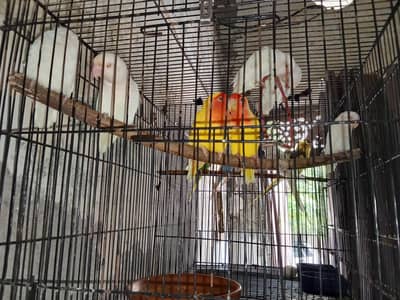 1pair lutino 1pair albino three kids adult