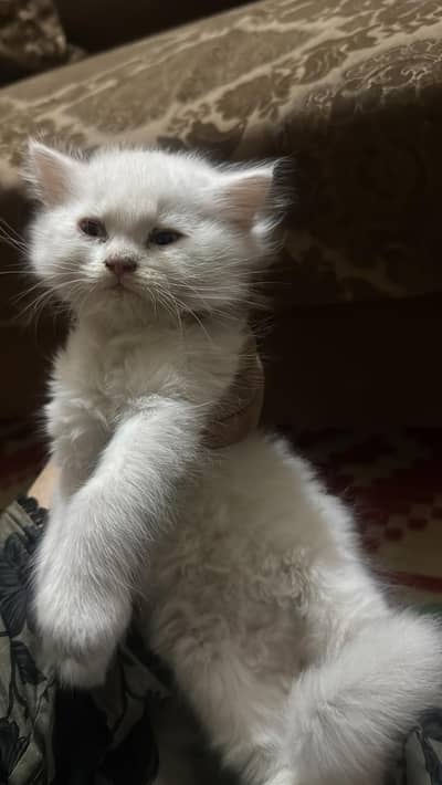 Beautiful White Kitten with Blue Eyes – 3 Months