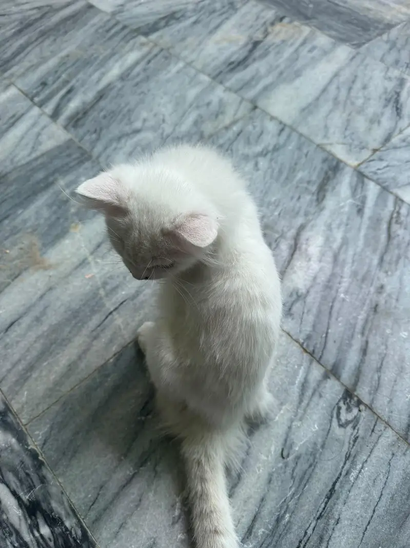 Beautiful White Kitten with Blue Eyes – 3 Months — photo 2