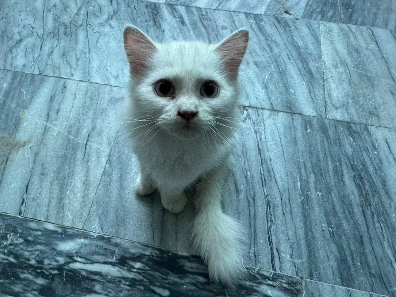 Beautiful White Kitten with Blue Eyes – 3 Months — photo 3