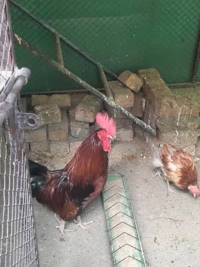 Golden Misri hens for sale