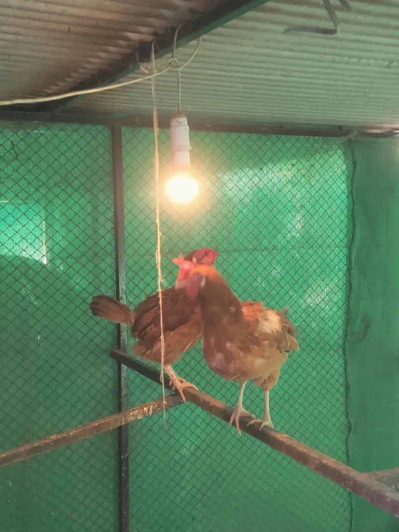 Golden Misri hens for sale — photo 3