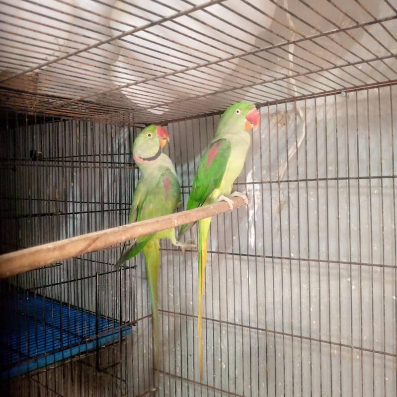breeder pair 0