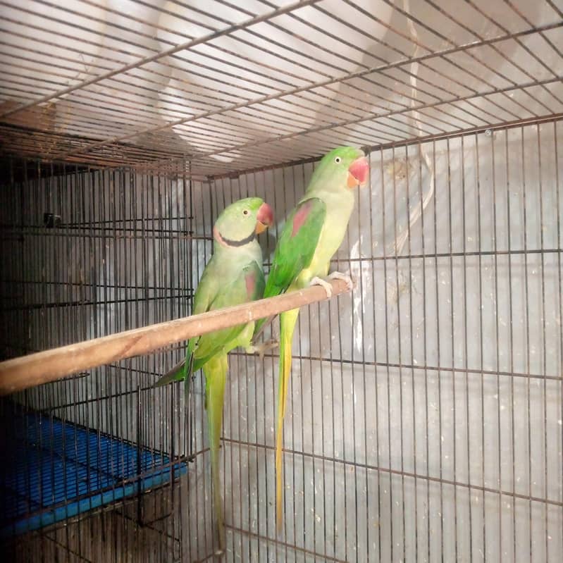 breeder pair 1