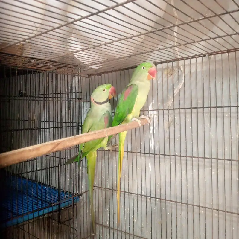 urgent sell — photo 2