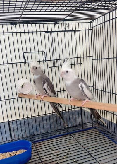 parrot