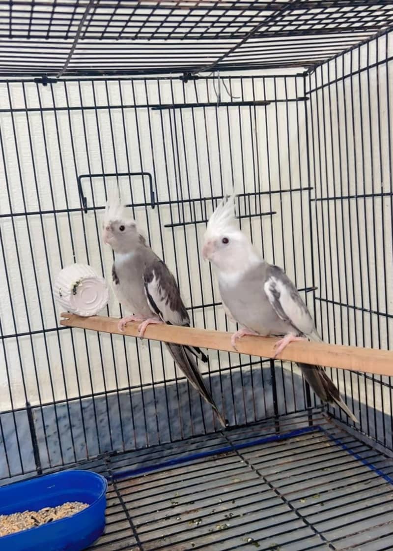 parrot 0