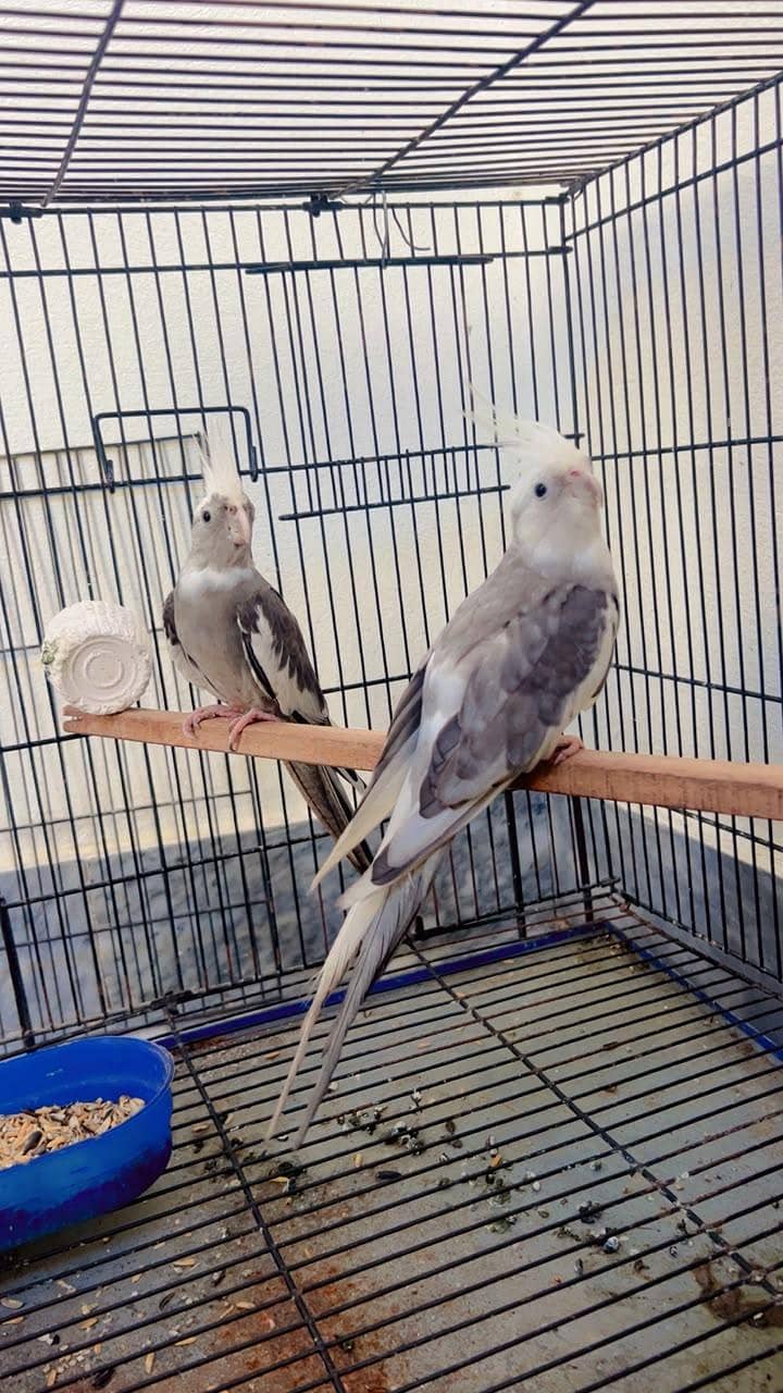 parrot 1