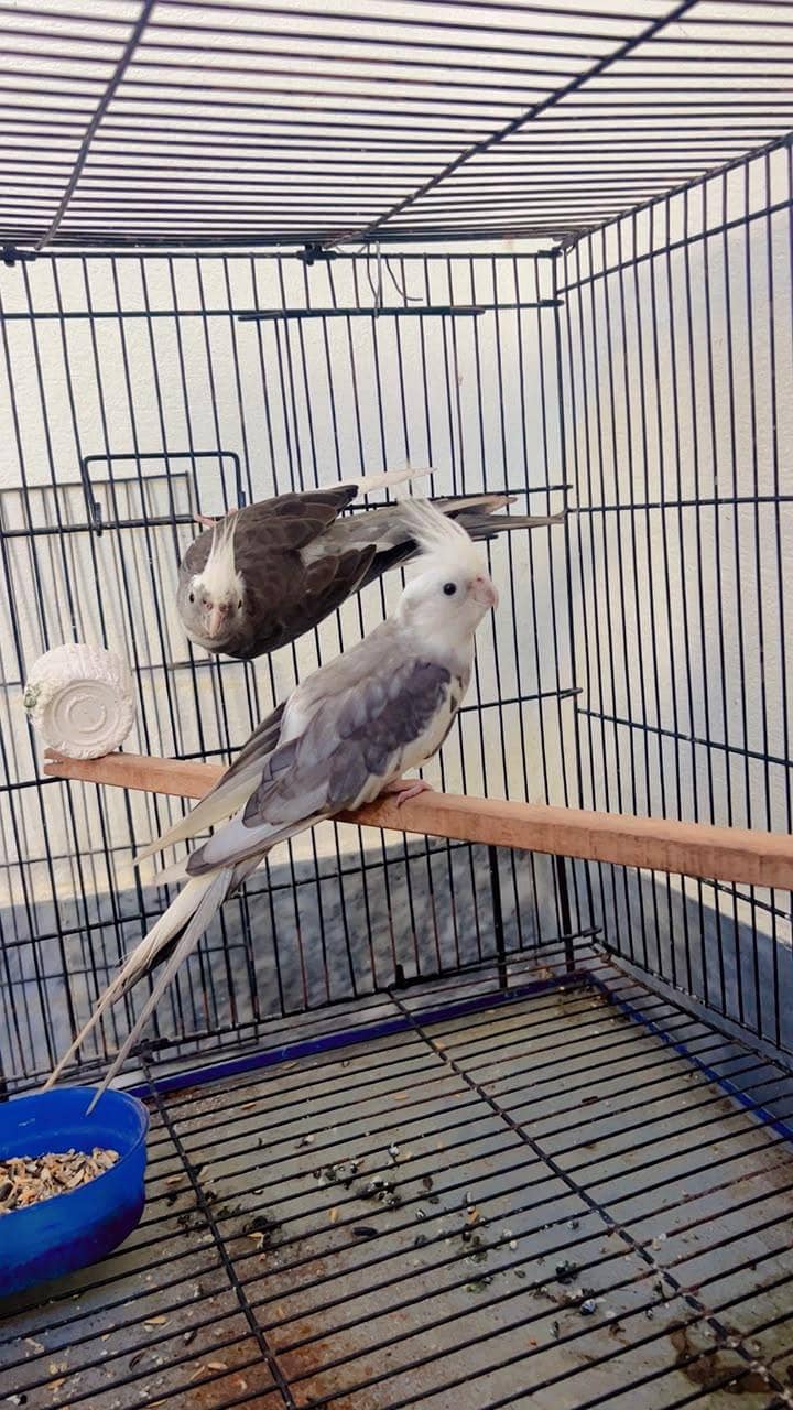 parrot 2