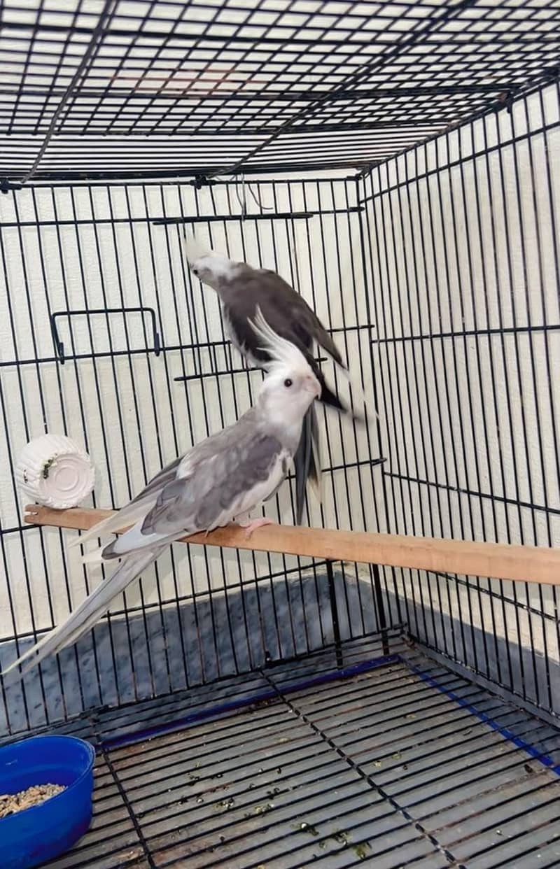 parrot 3