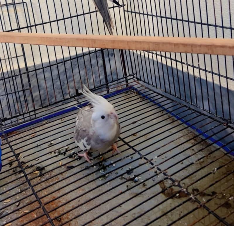 parrot 4